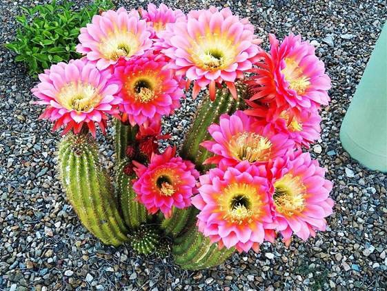 Cactus blooms